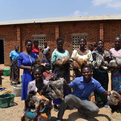 Distribution Of Local Chickens